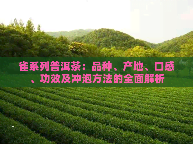 雀系列普洱茶：品种、产地、口感、功效及冲泡方法的全面解析