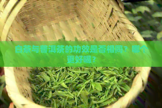 白茶与普洱茶的功效是否相同？哪个更好喝？