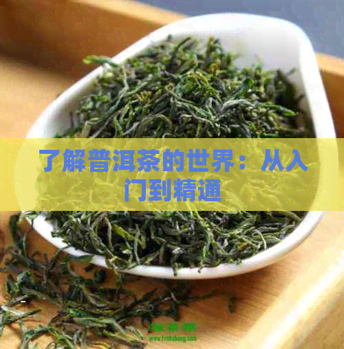 了解普洱茶的世界：从入门到精通