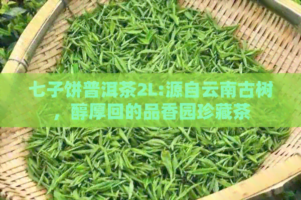 七子饼普洱茶2L:源自云南古树，醇厚回的品香园珍藏茶