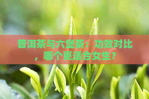 普洱茶与六堡茶：功效对比，哪个更适合女生？