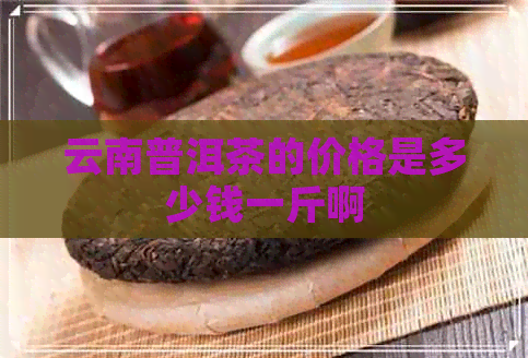 云南普洱茶的价格是多少钱一斤啊