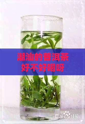 潮汕的普洱茶好不好喝呀