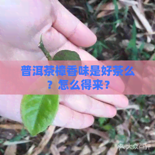 普洱茶樟香味是好茶么？怎么得来？