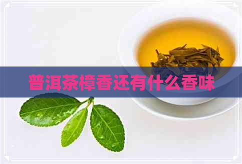 普洱茶樟香还有什么香味