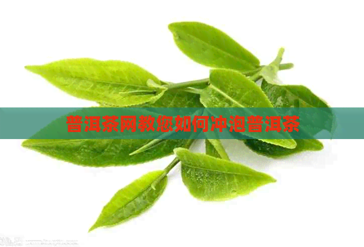 普洱茶网教您如何冲泡普洱茶