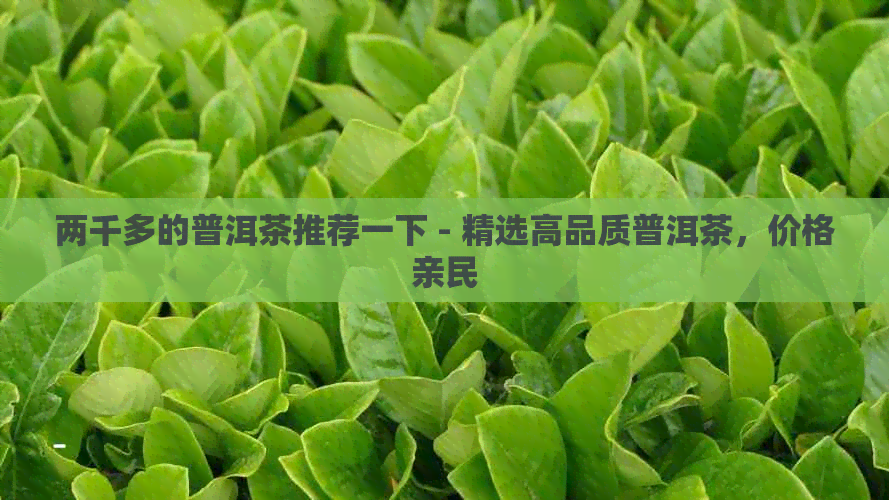 两千多的普洱茶推荐一下 - 精选高品质普洱茶，价格亲民