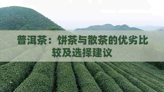 普洱茶：饼茶与散茶的优劣比较及选择建议