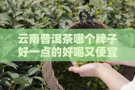 云南普洱茶哪个牌子好一点的好喝又便宜：精选，口感出众，价格亲民