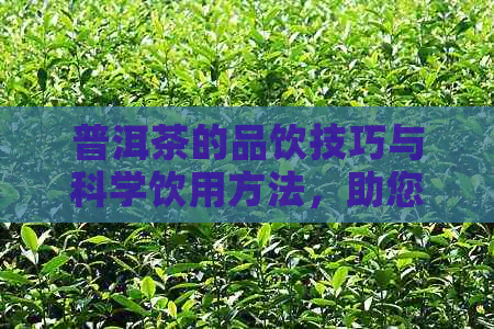 普洱茶的品饮技巧与科学饮用方法，助您远离失眠困扰