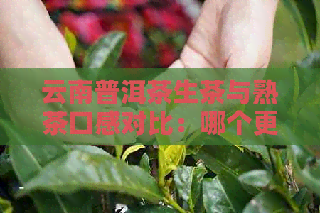 云南普洱茶生茶与熟茶口感对比：哪个更适合女生？