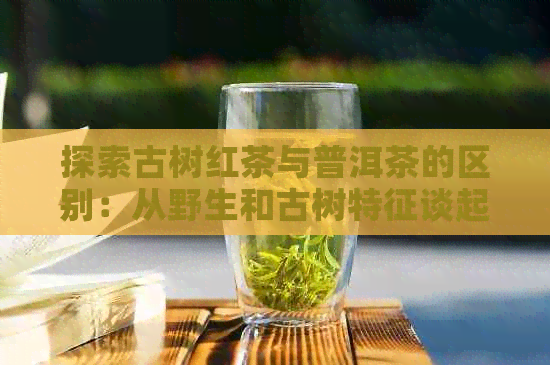 探索古树红茶与普洱茶的区别：从野生和古树特征谈起