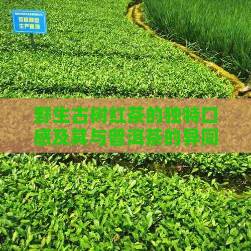 野生古树红茶的独特口感及其与普洱茶的异同分析