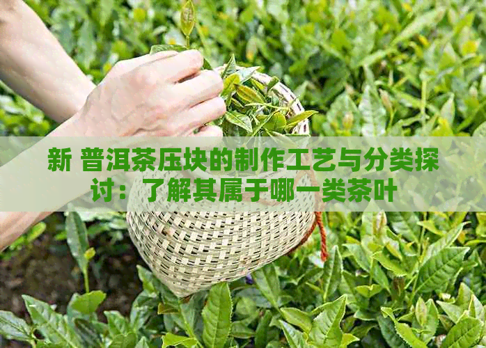 新 普洱茶压块的制作工艺与分类探讨：了解其属于哪一类茶叶