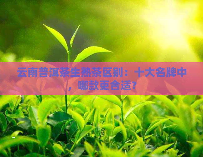 云南普洱茶生熟茶区别：十大名牌中，哪款更合适？