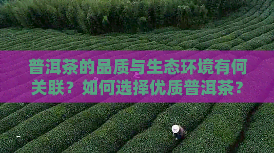 普洱茶的品质与生态环境有何关联？如何选择优质普洱茶？