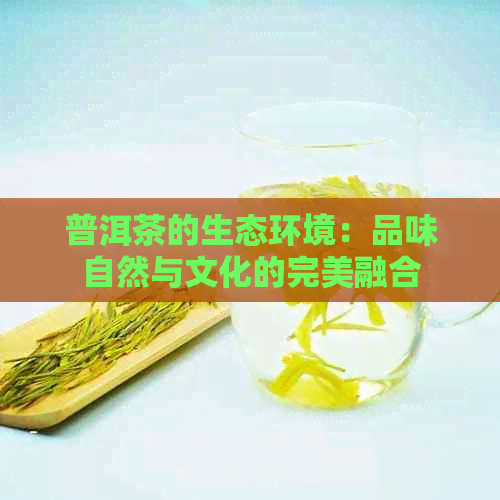 普洱茶的生态环境：品味自然与文化的完美融合