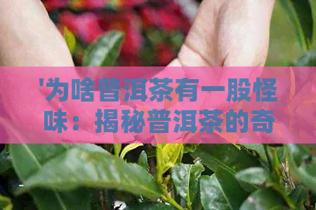 '为啥普洱茶有一股怪味：揭秘普洱茶的奇怪味道产生原因'