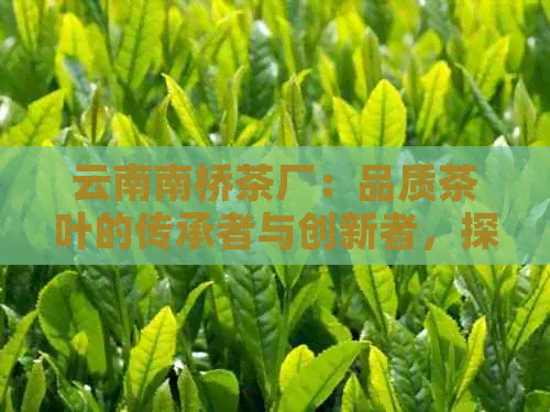 云南南桥茶厂：品质茶叶的传承者与创新者，探索茶文化之美