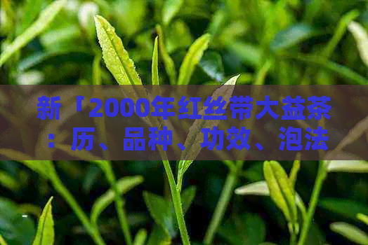 新「2000年红丝带大益茶：历、品种、功效、泡法及品鉴全解析」