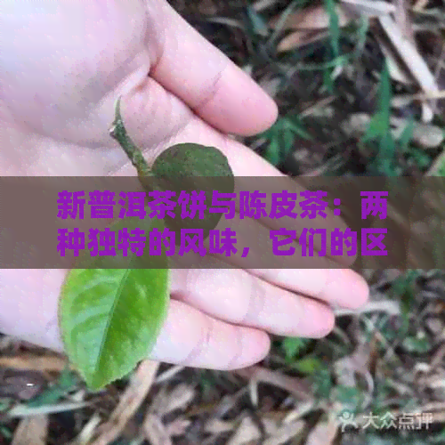 新普洱茶饼与陈皮茶：两种独特的风味，它们的区别在哪里？