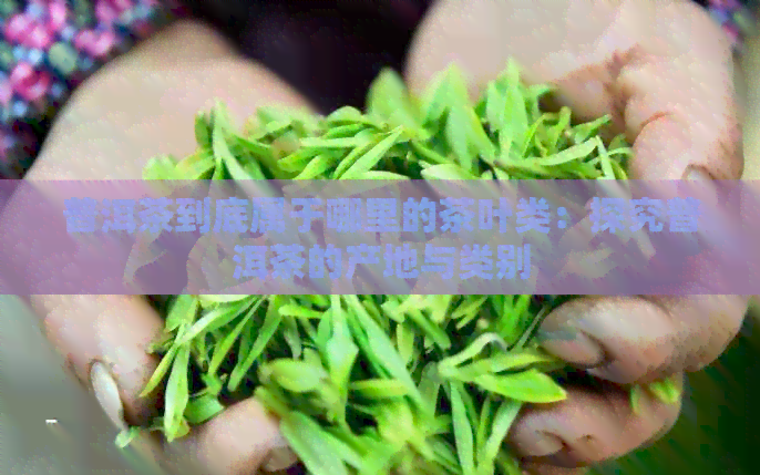 普洱茶到底属于哪里的茶叶类：探究普洱茶的产地与类别