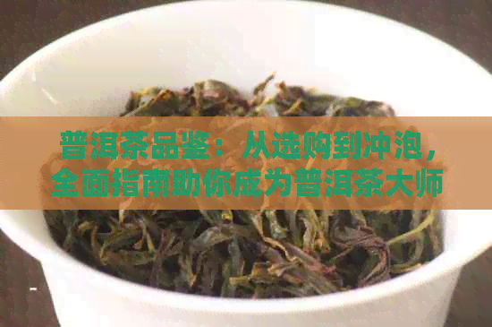 普洱茶品鉴：从选购到冲泡，全面指南助你成为普洱茶大师