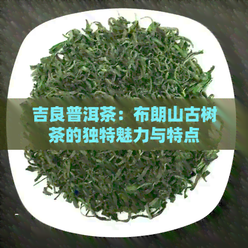 吉良普洱茶：布朗山古树茶的独特魅力与特点