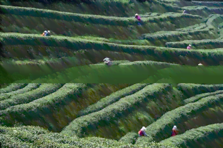 普洱茶煮茶还是泡茶：哪个效果更好？