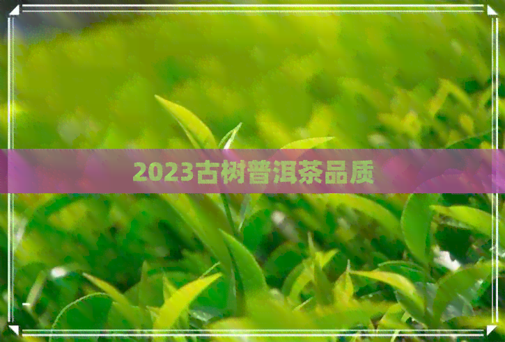 2023古树普洱茶品质