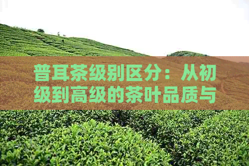 普耳茶级别区分：从初级到高级的茶叶品质与特色