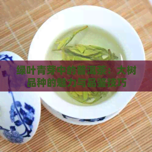 绿叶青芽中的普洱茶：大树品种的魅力与品鉴技巧