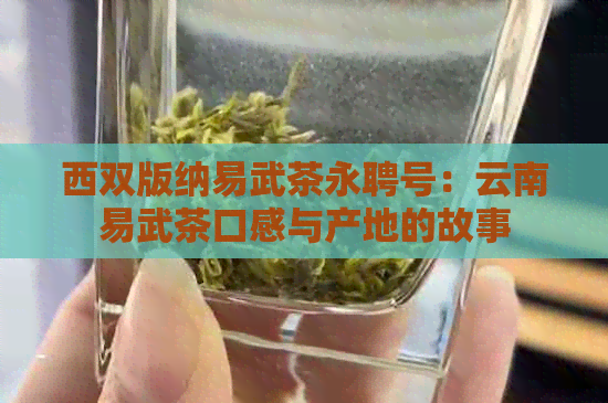 西双版纳易武茶永聘号：云南易武茶口感与产地的故事