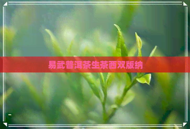 易武普洱茶生茶西双版纳