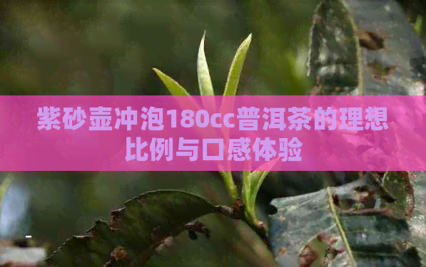 紫砂壶冲泡180cc普洱茶的理想比例与口感体验