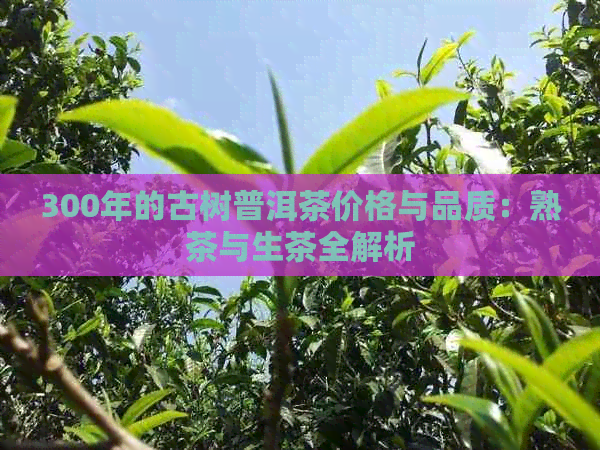 300年的古树普洱茶价格与品质：熟茶与生茶全解析