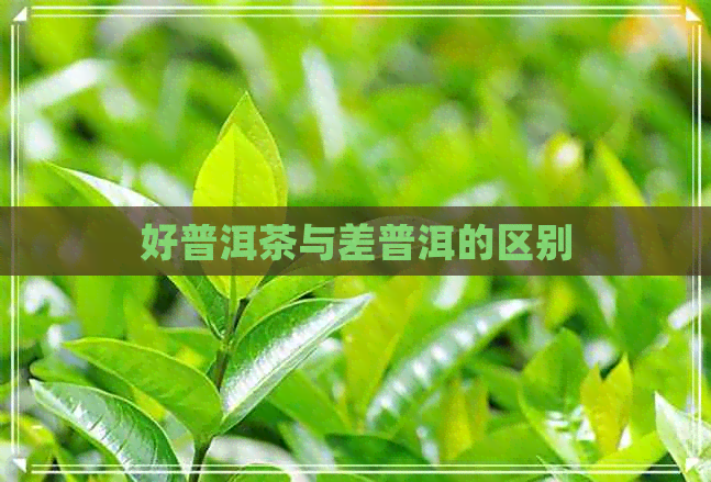 好普洱茶与差普洱的区别