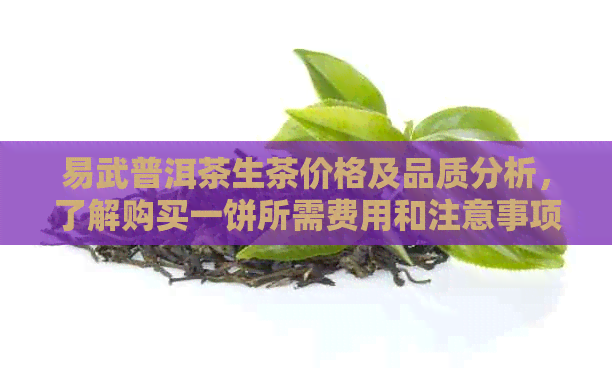 易武普洱茶生茶价格及品质分析，了解购买一饼所需费用和注意事项