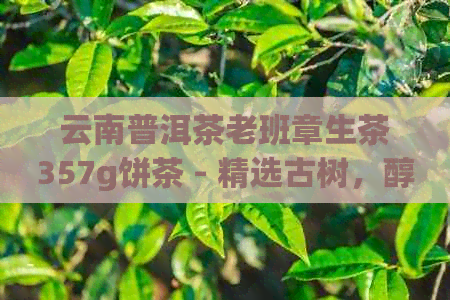 云南普洱茶老班章生茶357g饼茶 - 精选古树，醇厚口感，珍藏之选