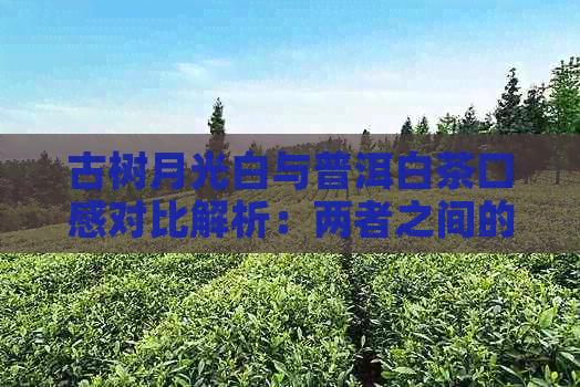 古树月光白与普洱白茶口感对比解析：两者之间的区别