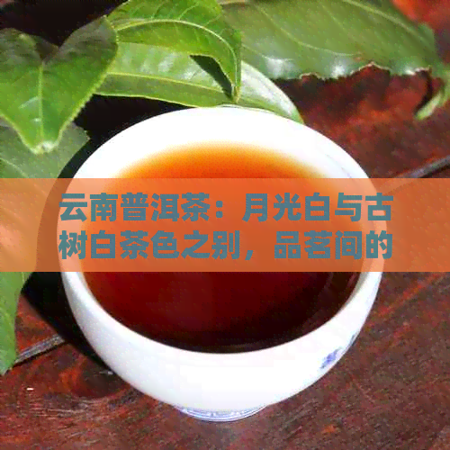 云南普洱茶：月光白与古树白茶色之别，品茗间的差异探究