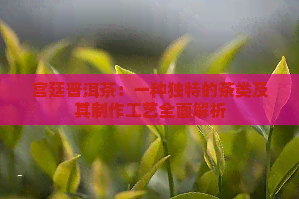 宫廷普洱茶：一种独特的茶类及其制作工艺全面解析