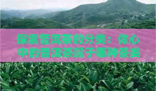 探索普洱茶的分类：你心中的普洱茶属于哪种茶类？