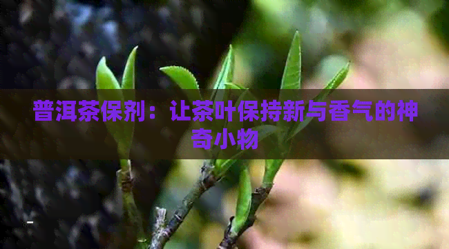 普洱茶保剂：让茶叶保持新与香气的神奇小物