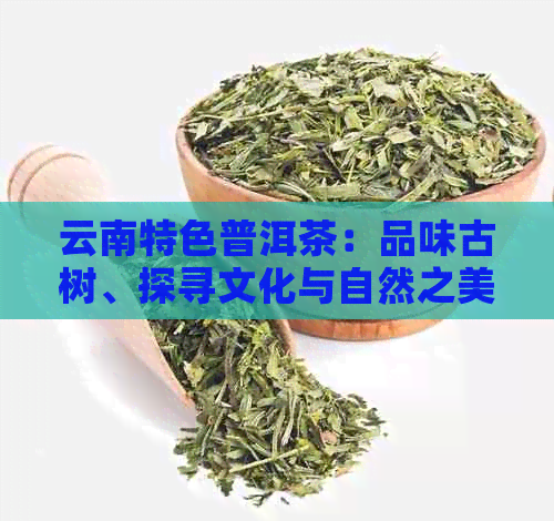 云南特色普洱茶：品味古树、探寻文化与自然之美