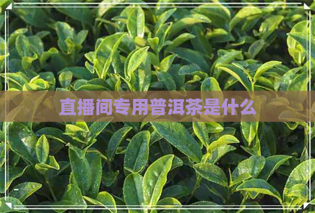 直播间专用普洱茶是什么