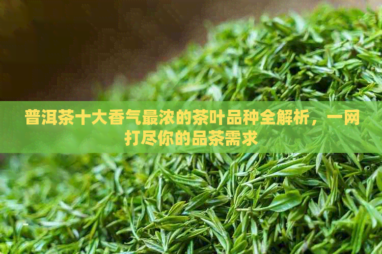 普洱茶十大香气最浓的茶叶品种全解析，一网打尽你的品茶需求