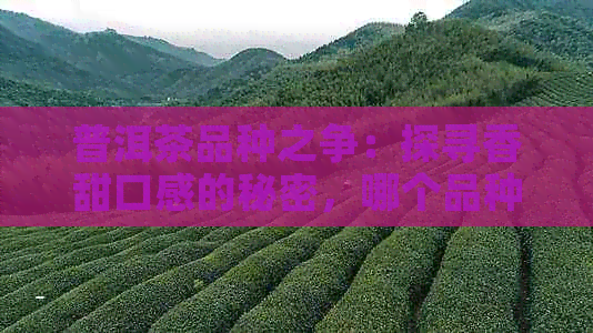 普洱茶品种之争：探寻香甜口感的秘密，哪个品种最令人醉？