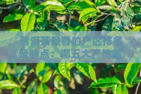 普洱茶最香的产区排名及特点：哪五大产地最为出众？