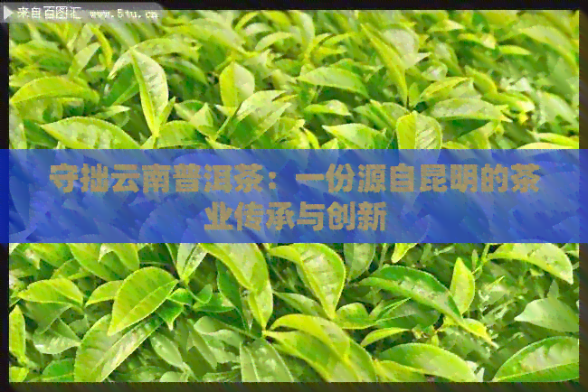 守拙云南普洱茶：一份源自昆明的茶业传承与创新